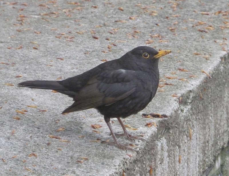 Male Blackbird