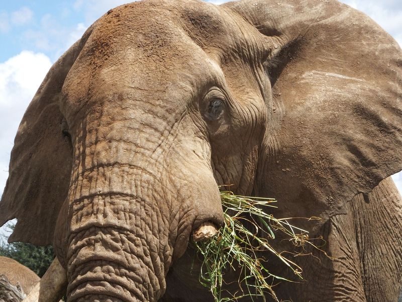 One Tusker_just outside Amboseli