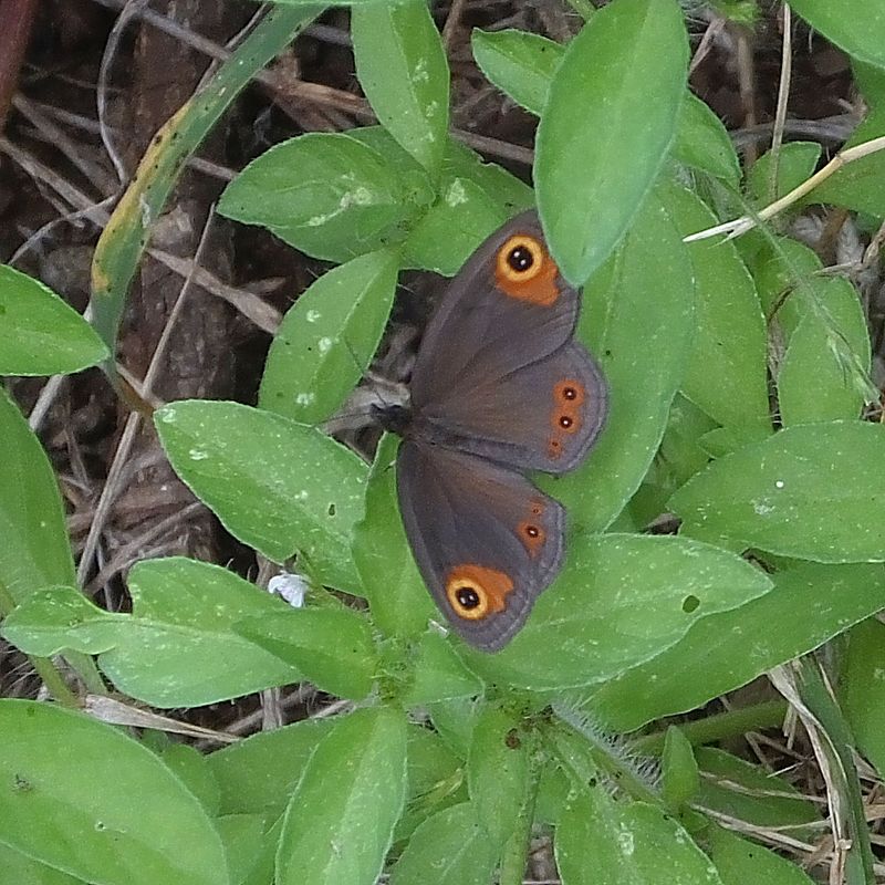 Brown Eyed butterfly