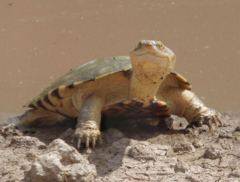 Terrapin