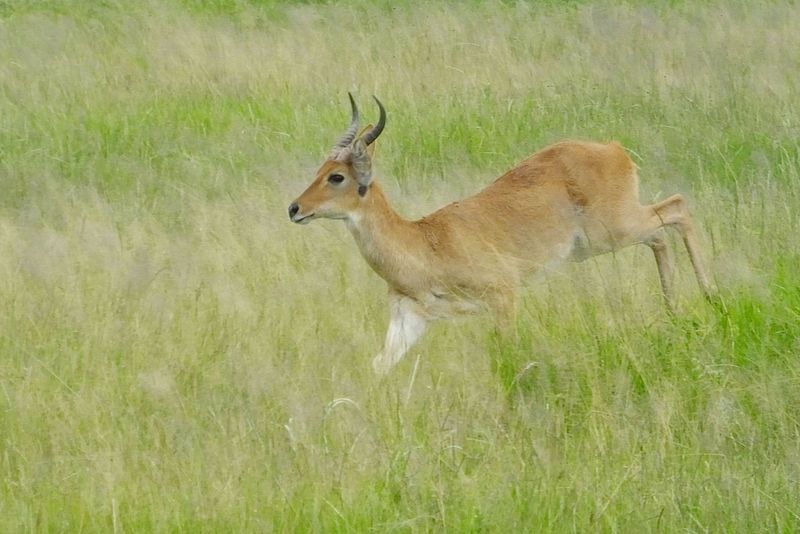 Bohor Reedbuck