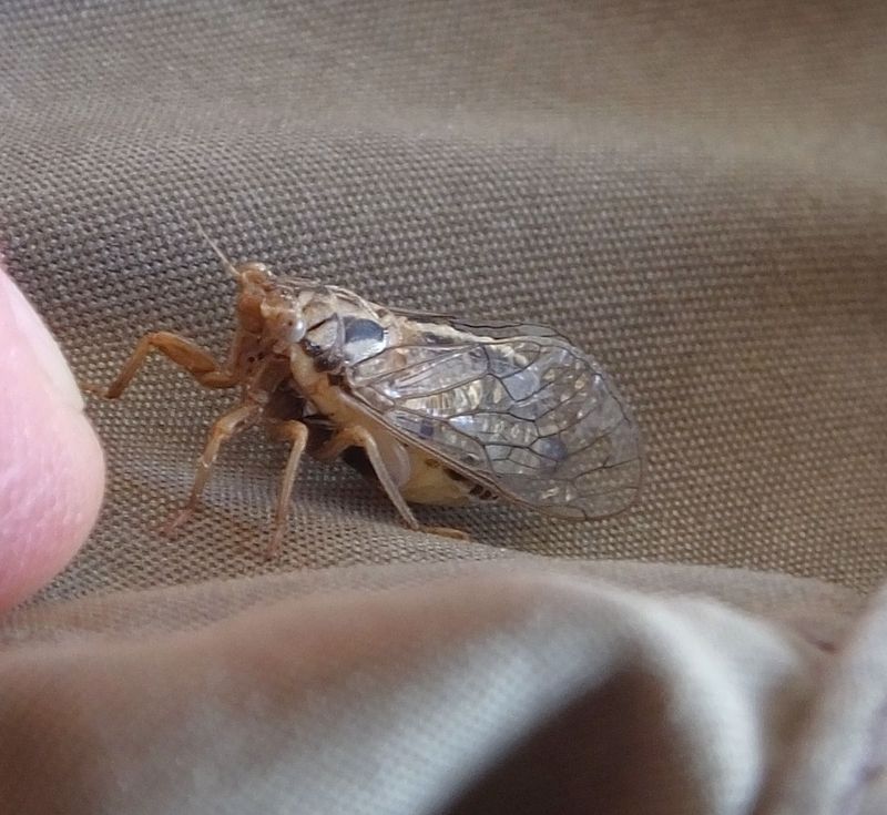 Unidentified insect_some sort of Cicada