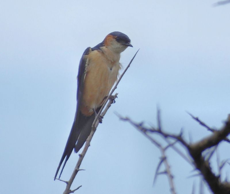 Merlin suggests Red Rumped_or maybe Mosque_Swallow