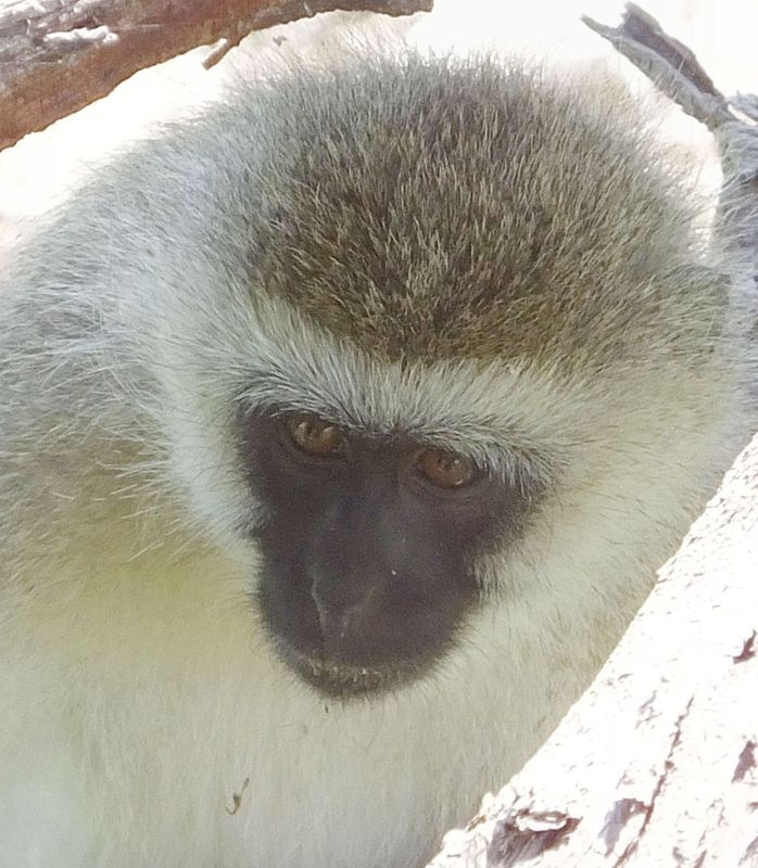 Black Faced Vervet monkey utilising defunct Amboseli Lodge 