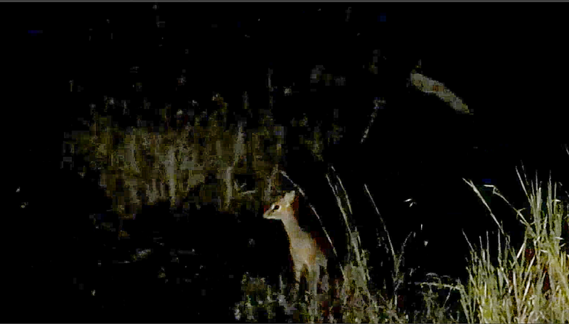 Elerai Conservancy_Dik Dik on night drive.