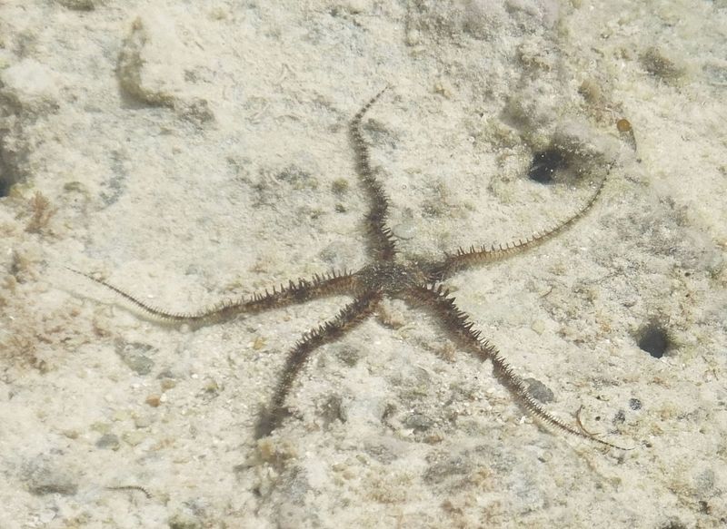 Sea Spider has five arms