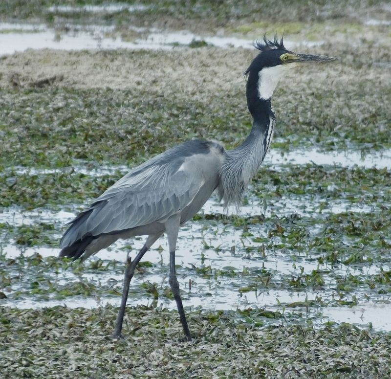 Black Headed Heron on reef