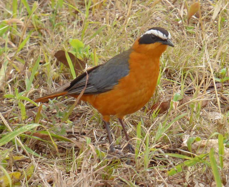 White Browed Robin Chat_also called Heuglins Robin