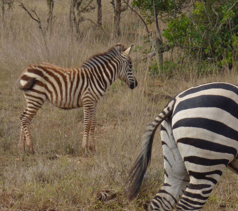 Burchells Zebra foal
