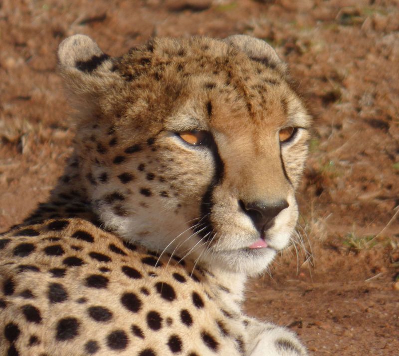 Cheetah with stiff front leg