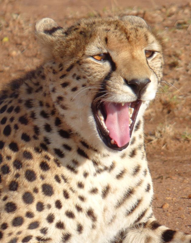 Cheetah with stiff front leg yawning