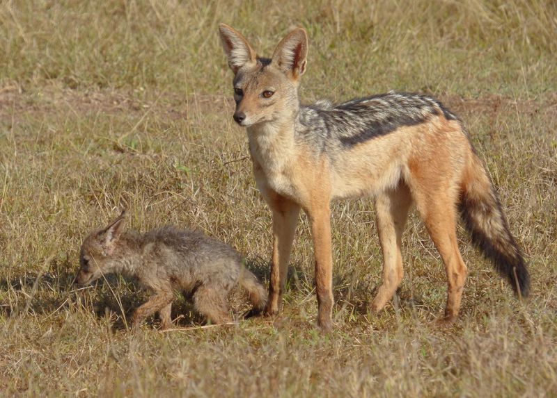Silver Backed also called Black Backed Jackal adult and smallest pup