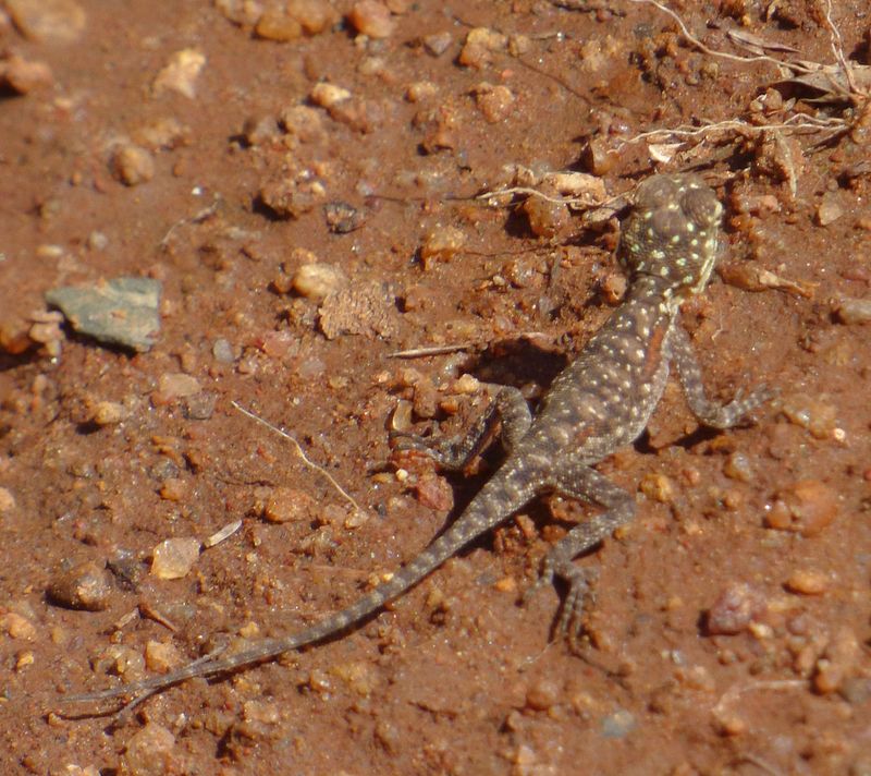 Female Agama maybe Kenyan Rock Agama