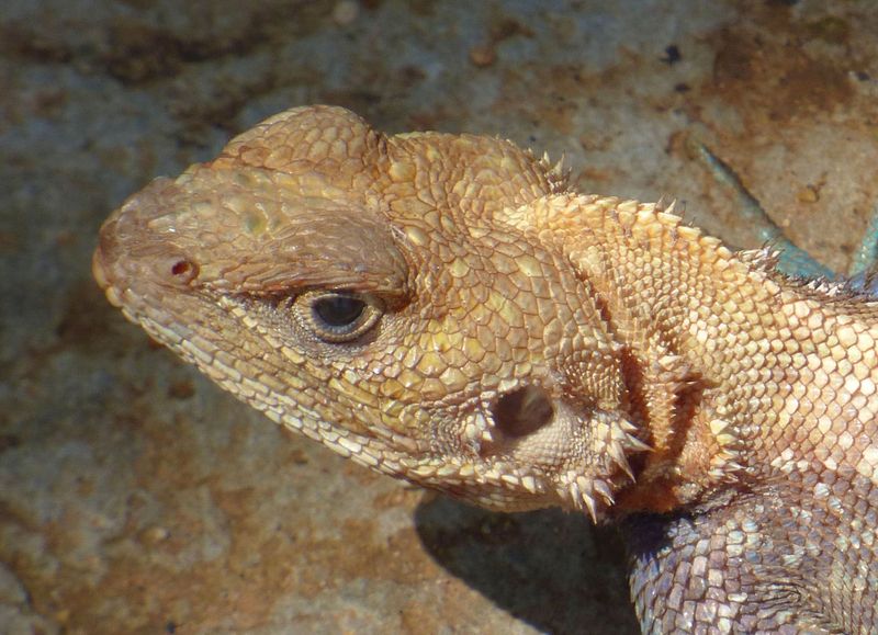 Male Agama lionotus_Kenyan Rock Agama