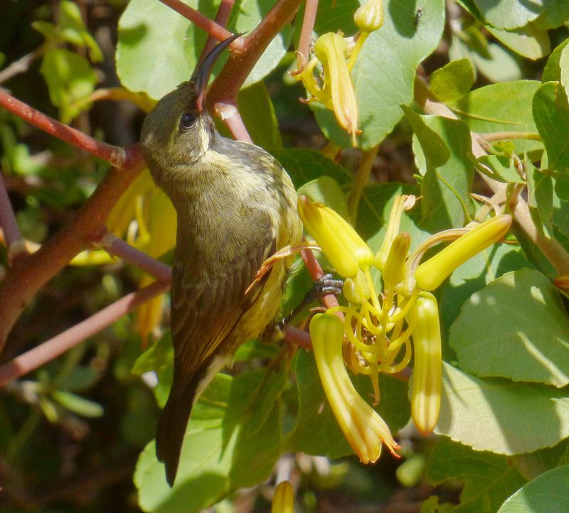 Immature Marico sunbird