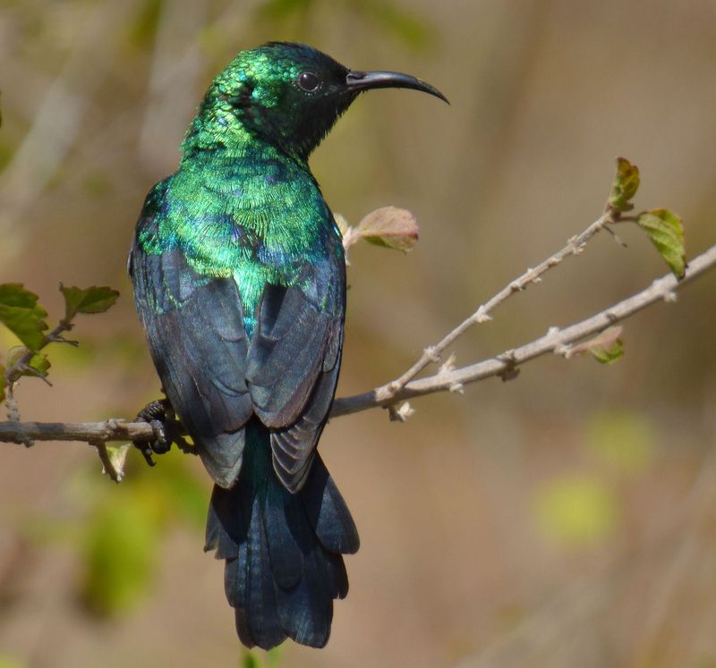 Male Marico Sunbird