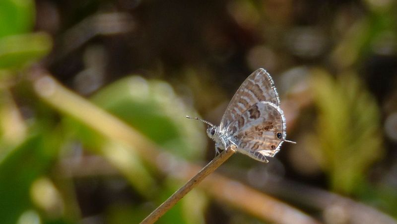 Very small butterfly profile_something like Geranium Bronze