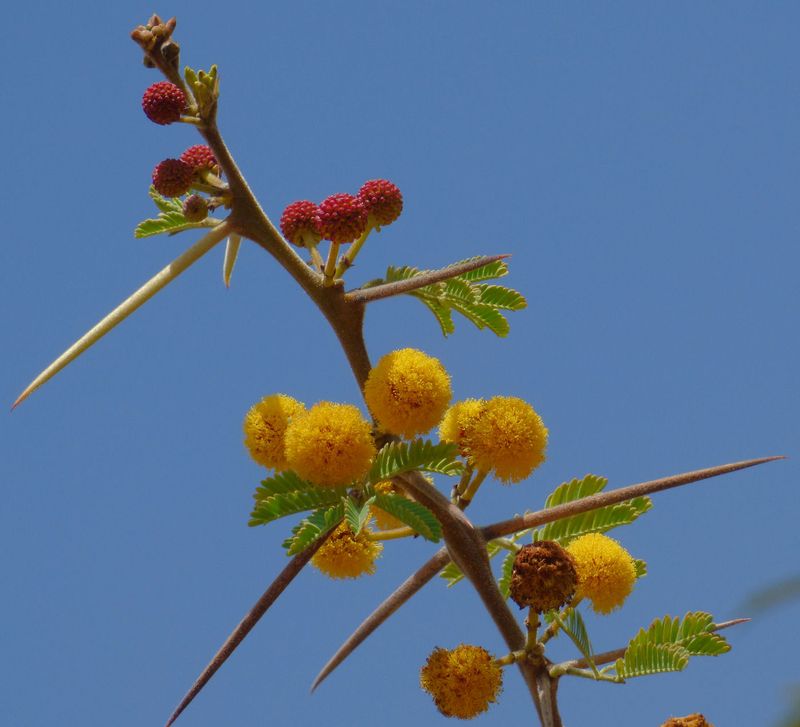 Acacia flowers_Google suggests Thorny acacia also called Gum Arabic or Egyptian acacia