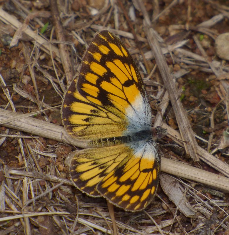 Colis butterfly_maybe C aurigineus_African Gold Arab_Veined Gold