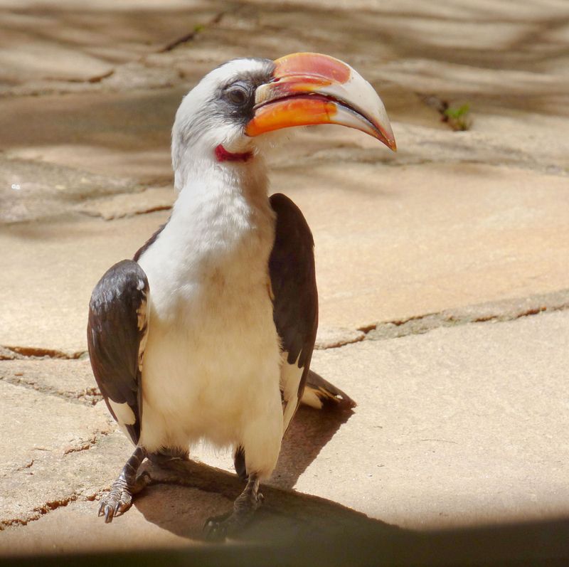 Male Von der Deckens Hornbill by primary dining area