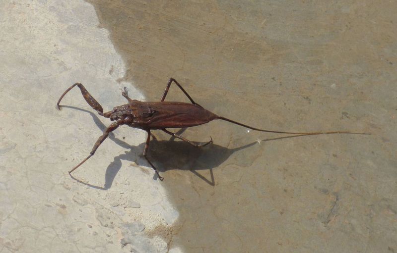 Water Scorpion in Upstream pool