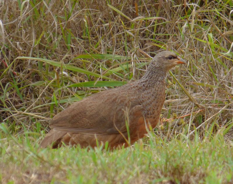 Spurfowl or francolin 