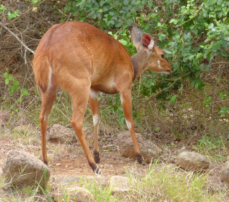 Bushbuck near Banda 2