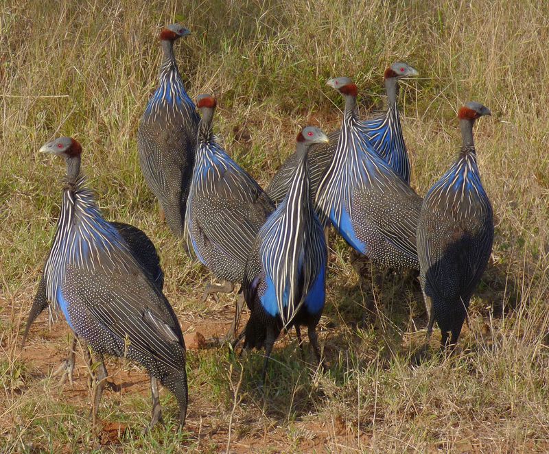 Vulturine Guineafowl