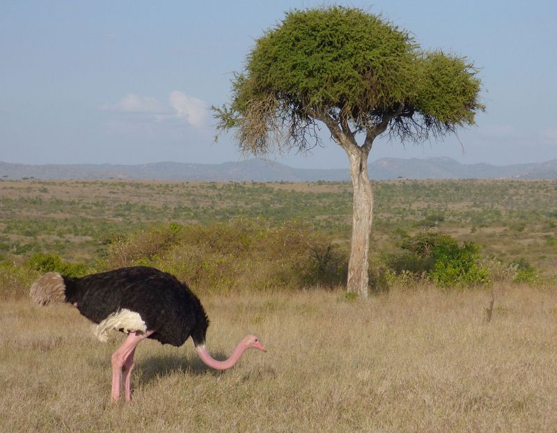 P1460055 Male Ostrich view.JPG