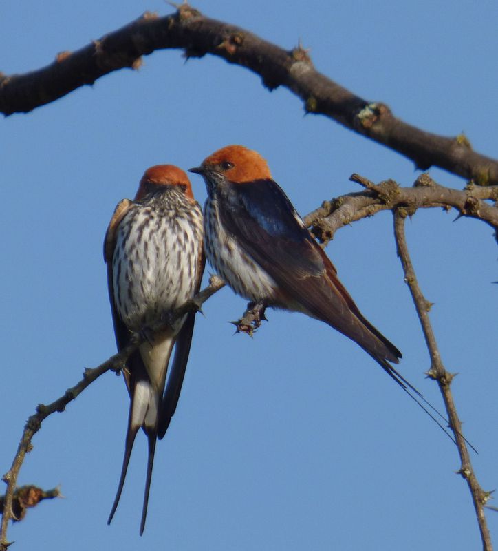 Lesser Striped Swallows by car park