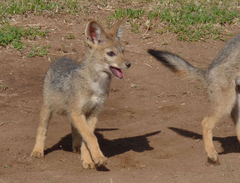 Silver Backed Jackal pup.JPG