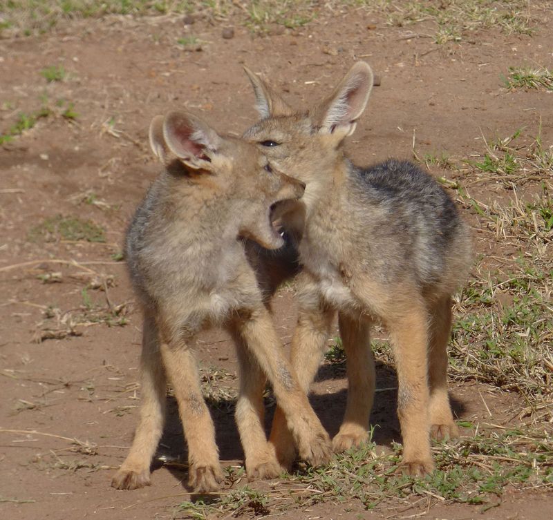 Silver Backed_also called Black Backed Jackal pups
