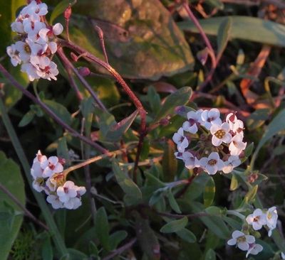 Wild Alyssum maybe on scrubland near our estate