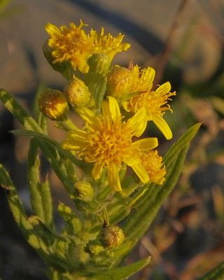 Yellow Fleabane maybe