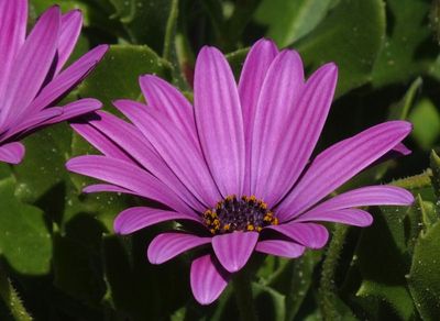African Daisy maybe_Monte Clerigo beach