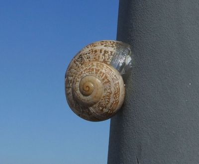 Snail on lamppost Arrifana