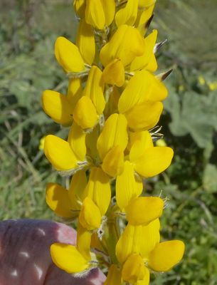 Yellow Lupin near Odeceixe