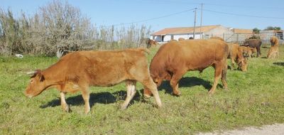 Local cattle