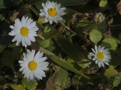 Daisies_Amado beach