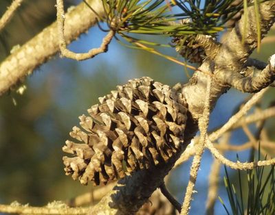 Pine cone on trees _iplant suggests Jerusalem pine