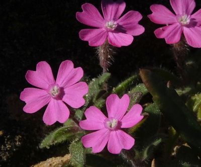 Pink flowers on cliffs_Silene littorea maybe Monte Clerigo