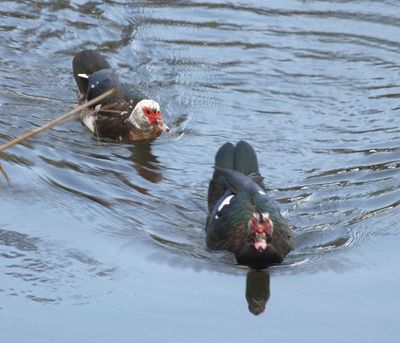 Muscovy Ducks Amoreira river Aljezur