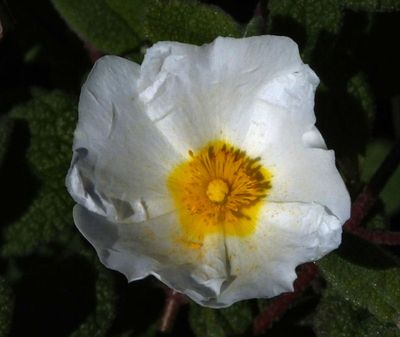  Sage Leaved Cistus maybe_Monte Novo near Maria Vinagre