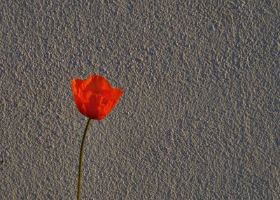 Poppy on estate
