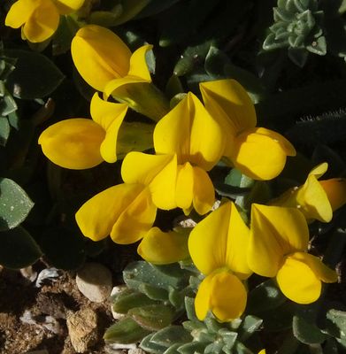 maybe birds foot trefoil_Cape St Vincent