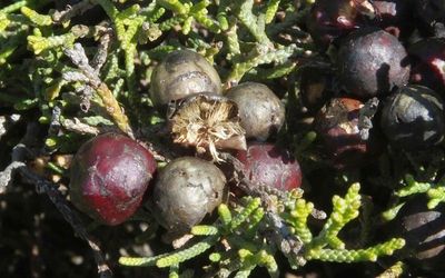 Phoenician Juniper (perhaps?) fruits_Cape St Vincent