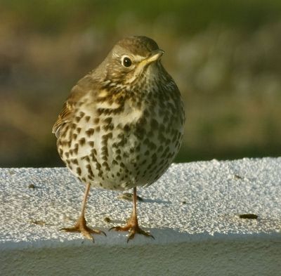  Song Thrush in garden