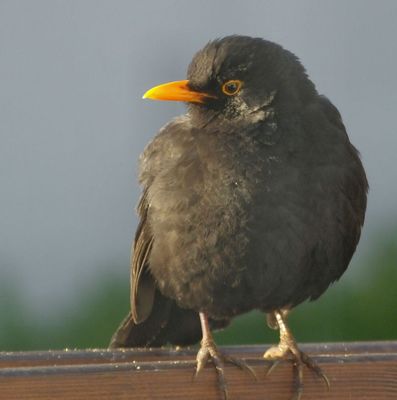 Male Blackbird in garden 