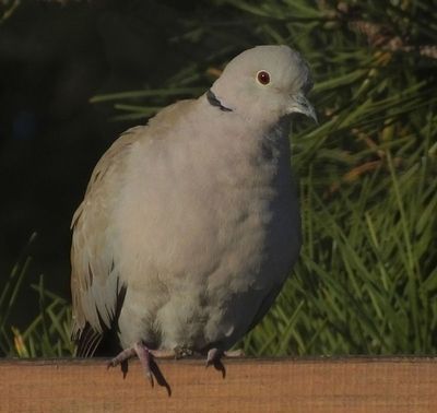 Collared Dove_garden