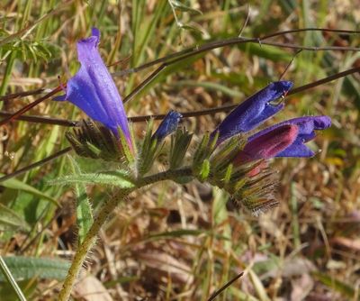 Blue flower near Bravura Dam Bensafrim_iplant suggestsechium cretium or Cretan Vipers Bugloss